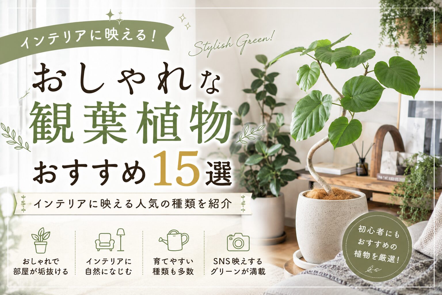 【おしゃれ】観葉植物おすすめ15選｜インテリアに映える人気の種類を紹介